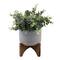 Flora Bunda® 11.5" Gray Eucalyptus in Ceramic Pot on Wood Stand